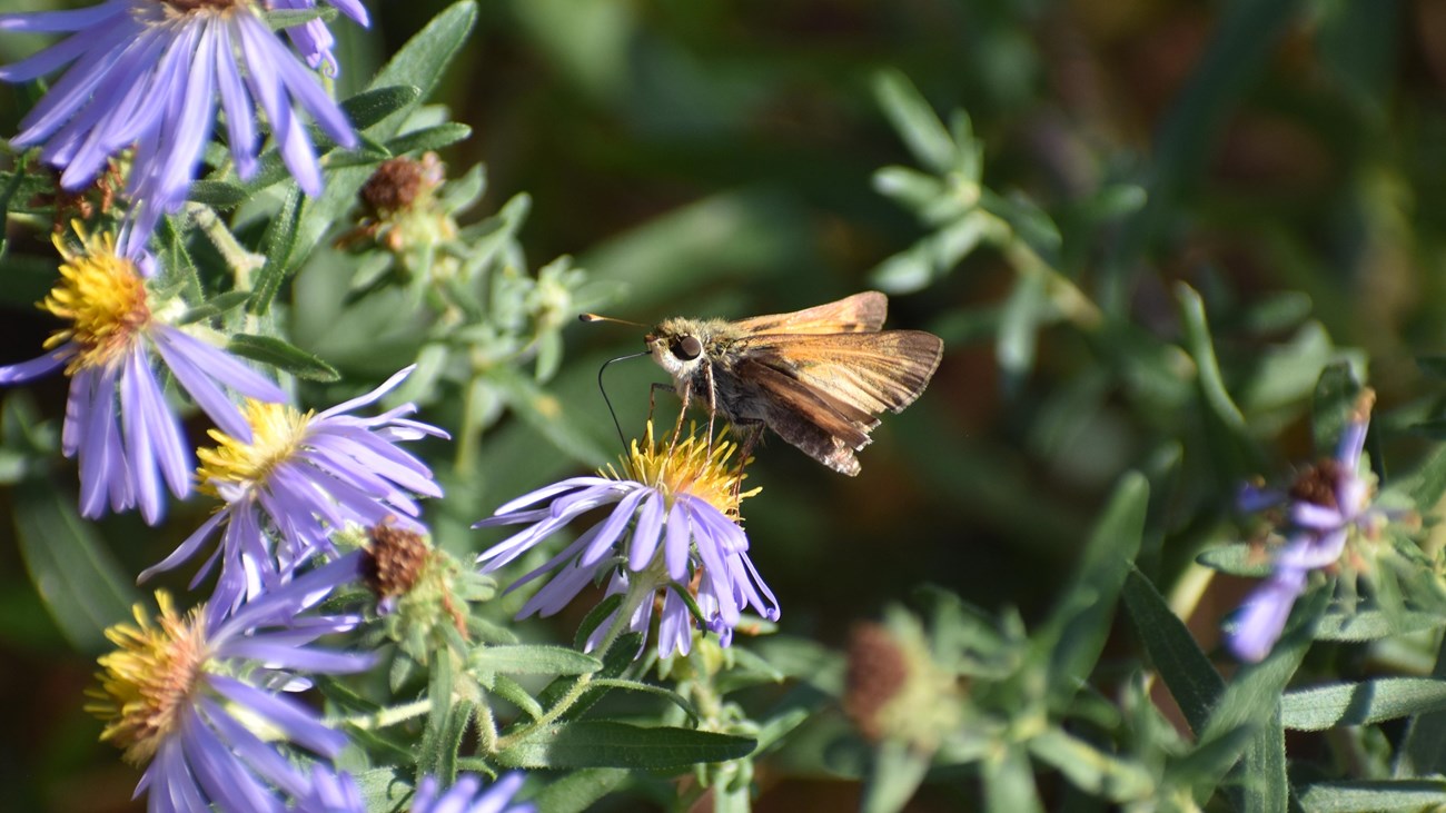 A small, orange and black speckled butterfly stands on a purple flower with bright yellow center.