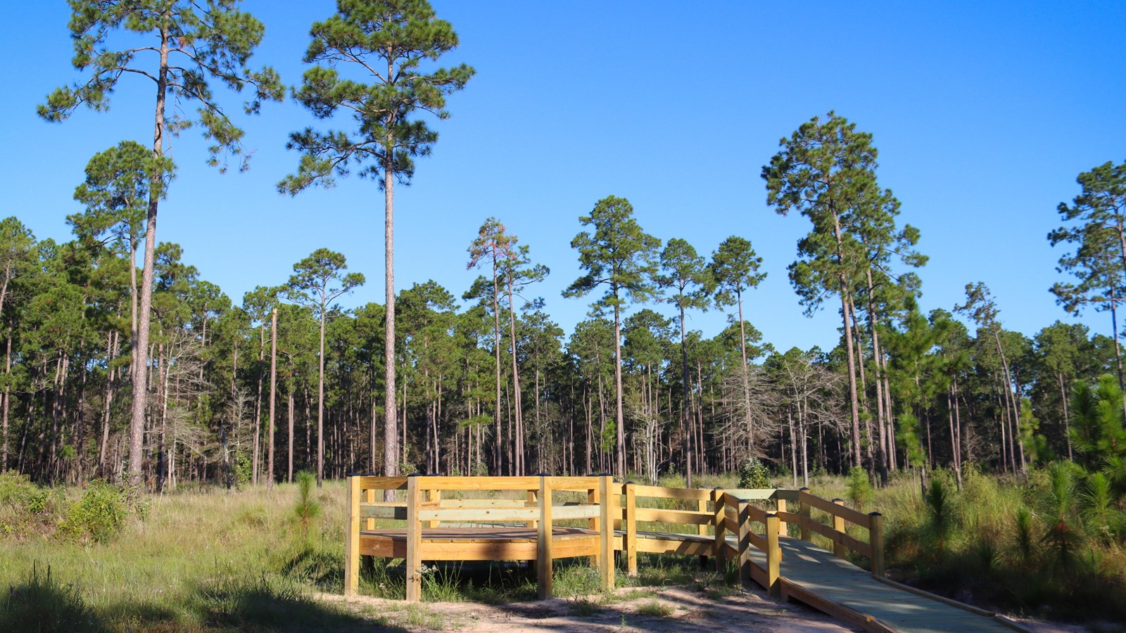 A wooden observation platform set in a field of grasses and tall longleaf pines.