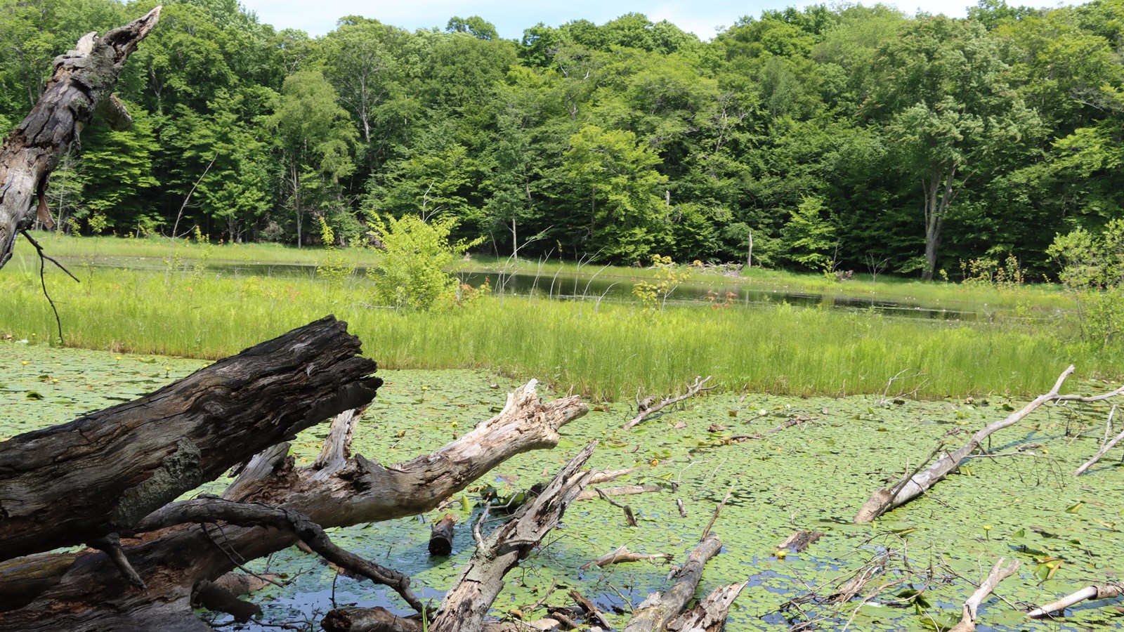 Looking across the water there is dense vegetation of entangled down trees, duckweed, and grasses. 
