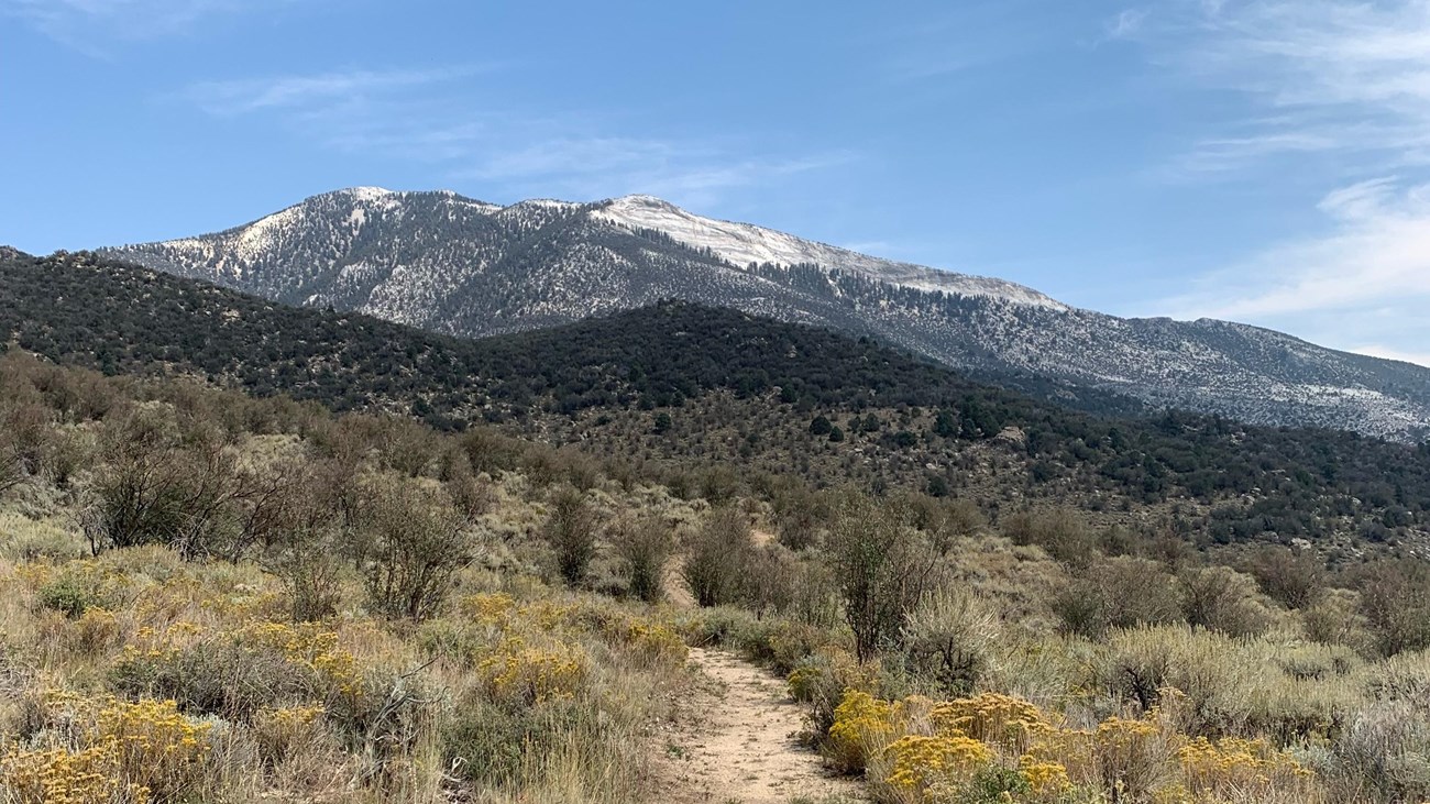 A light brown dirt path stretches forwards through brushy habitat with occasional tall shrubs.