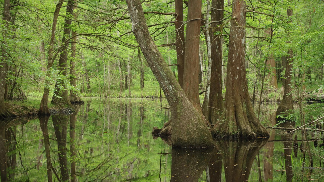 Pond reflecting the bright green trees growing from within and along its banks.