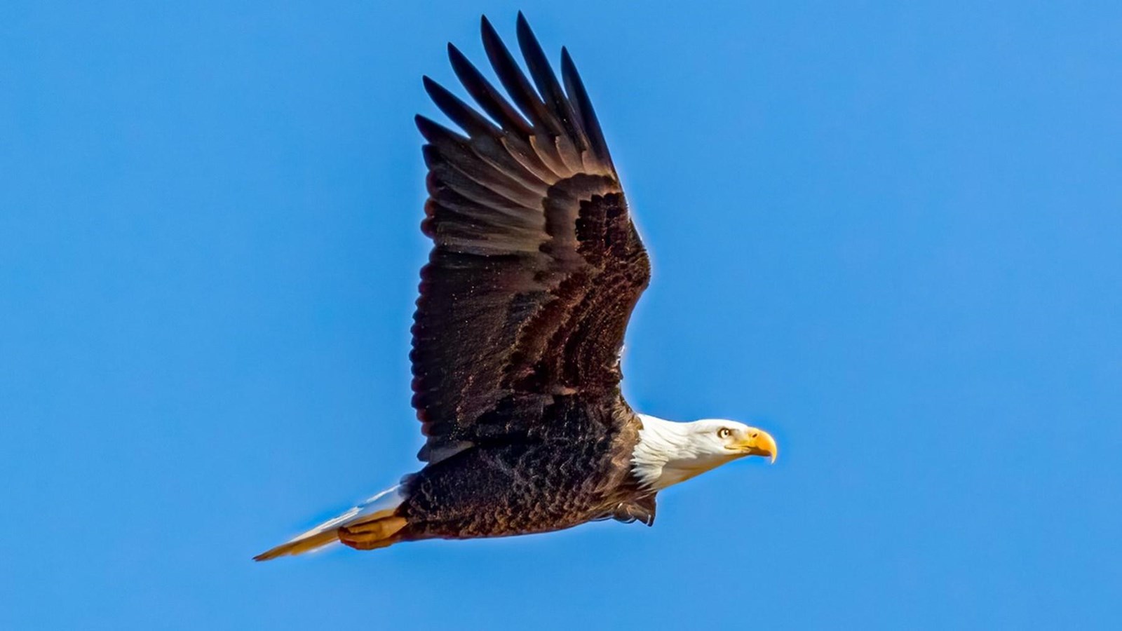 Bald Eagle flying