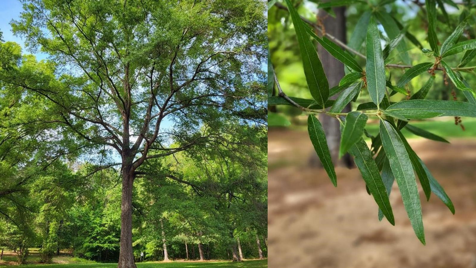 Two photos: the left of a large shade tree and the right of a cluster of pointed oval shaped leaves