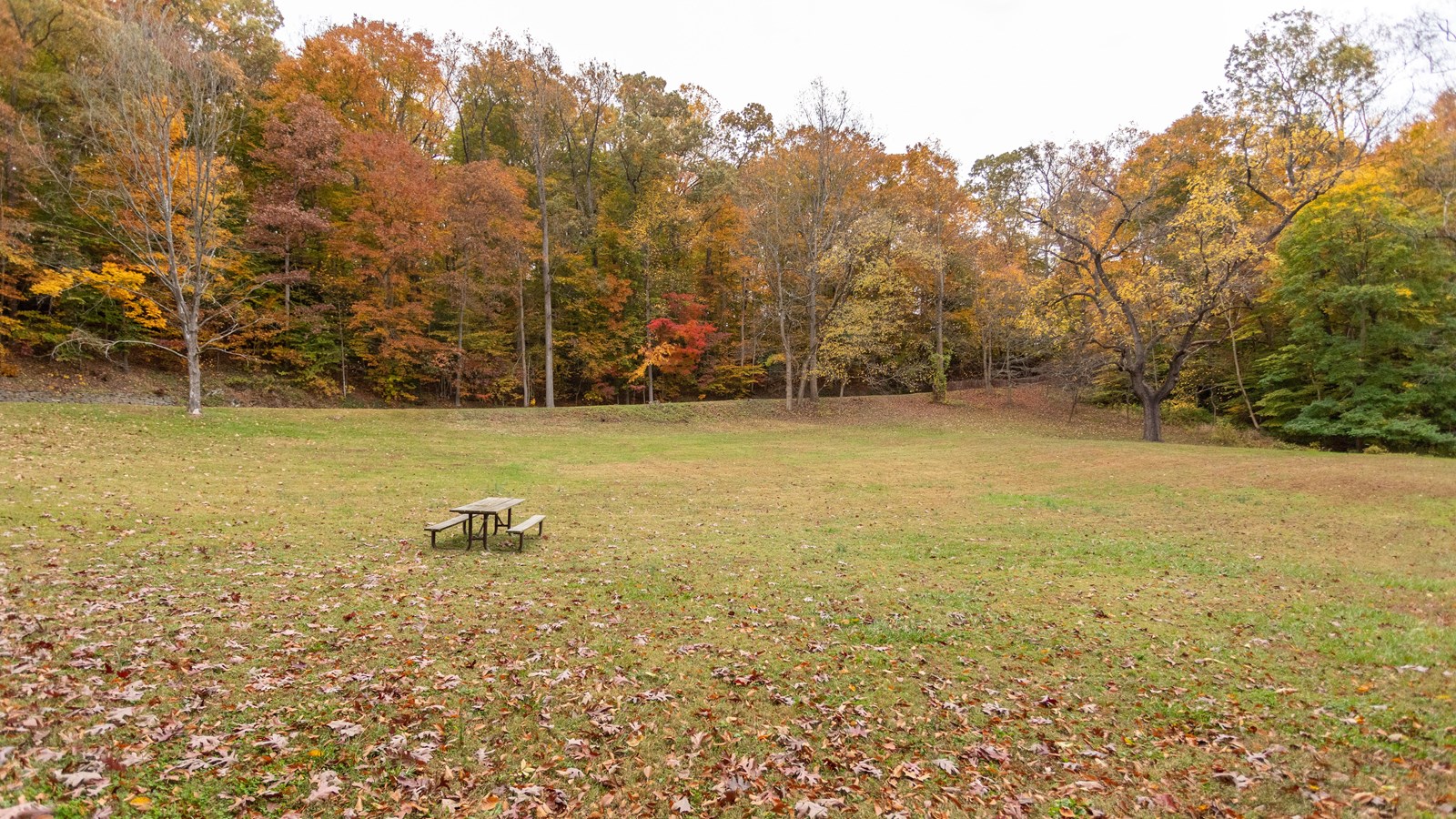 A grassy field with a picnic bench surrounded by trees changing colors in Fall