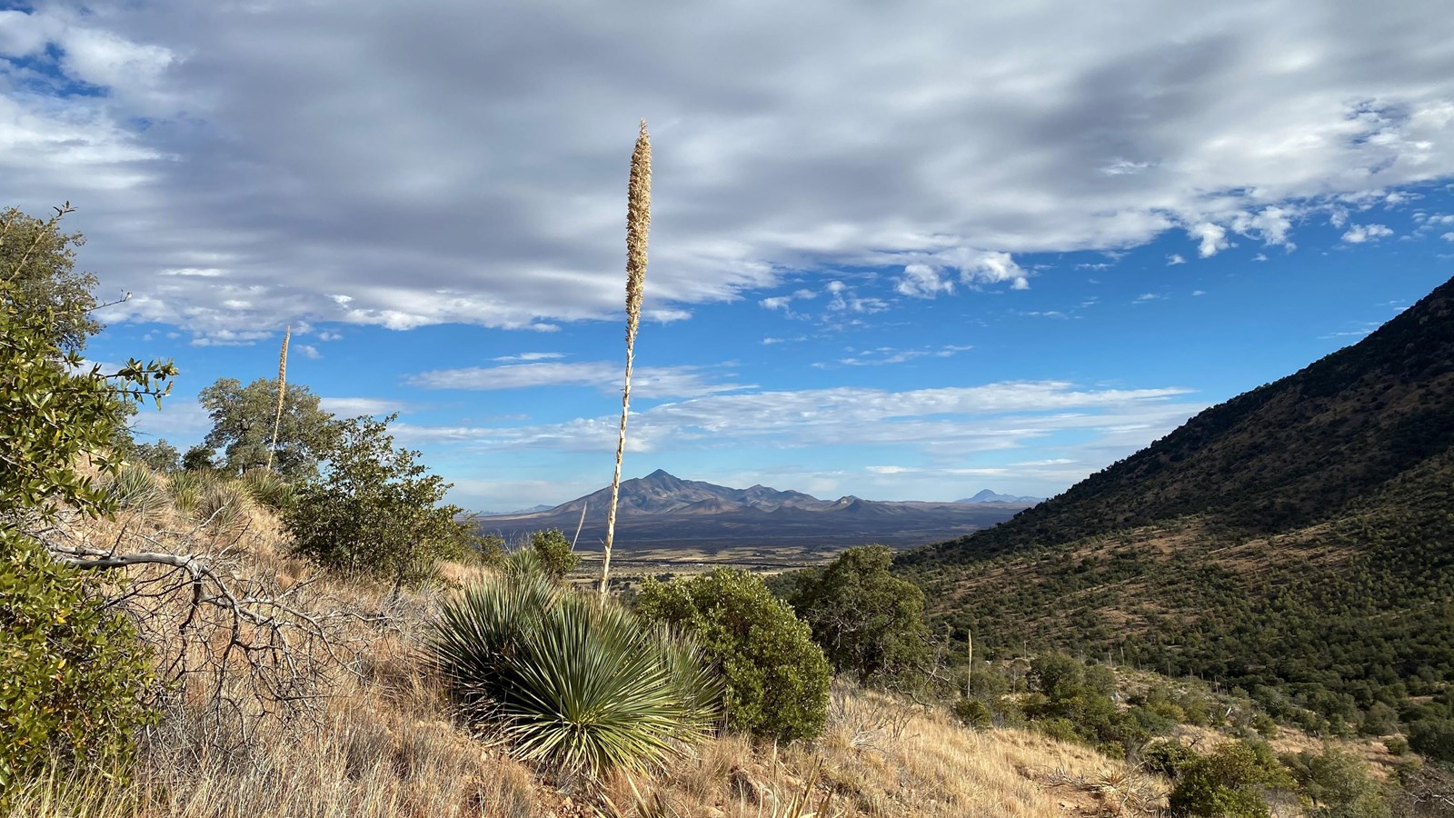 View looking east from canyon, sotol plant in foreground, San Juan Peak in the distance.
