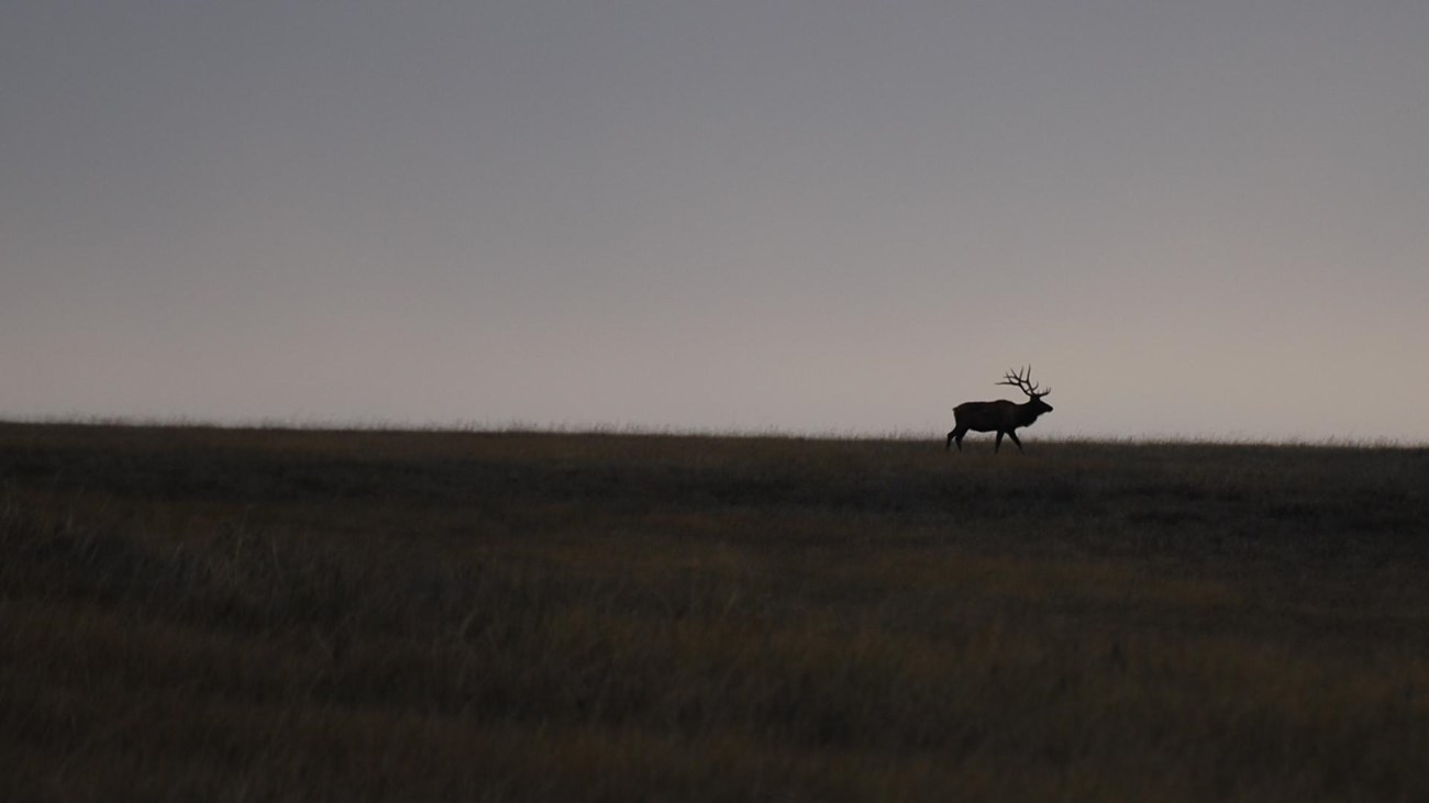 an adult male elk silhouetted far away in an open prairie at dusk