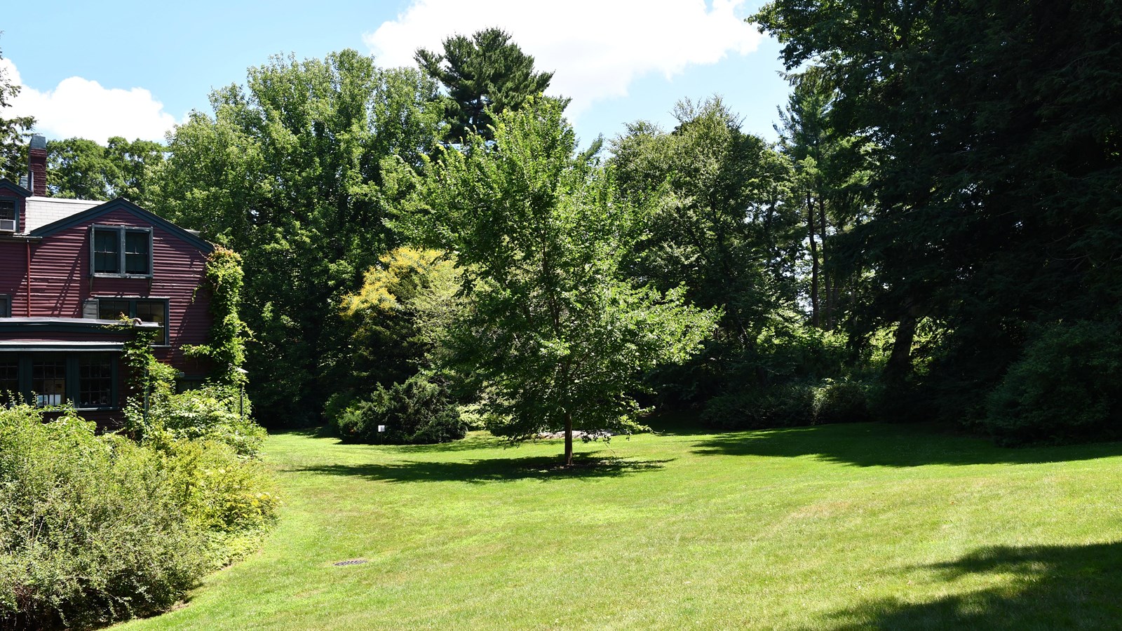 Large grassy area in front of house with trees on edges, one in middle. 