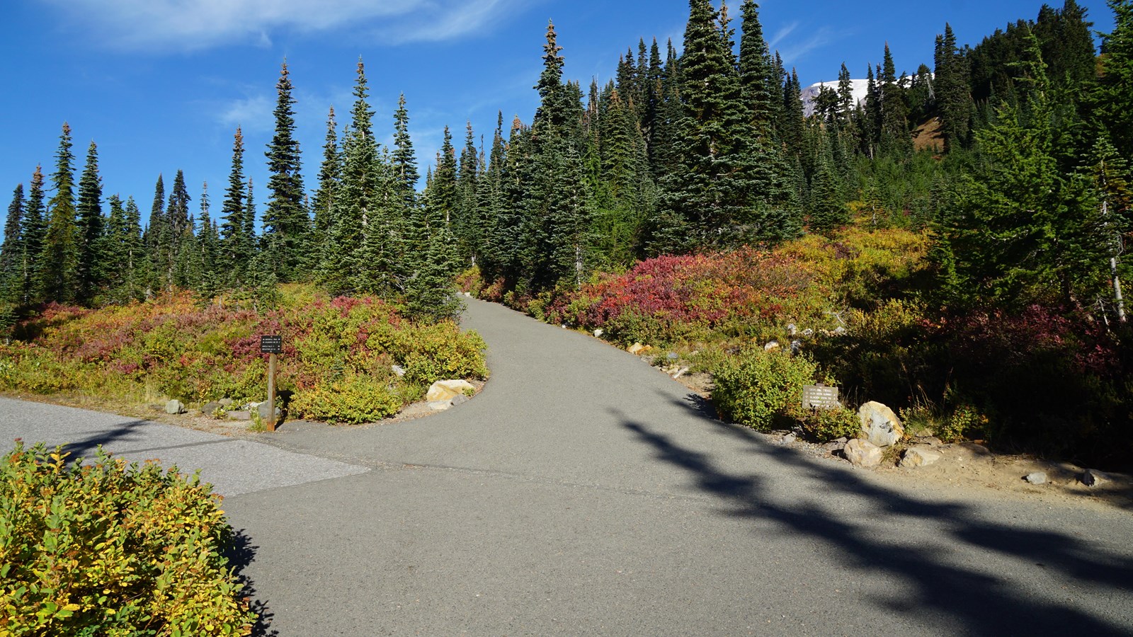 Two paved trails cross on a hillside surrounded by fall vegetation and conifer trees. 