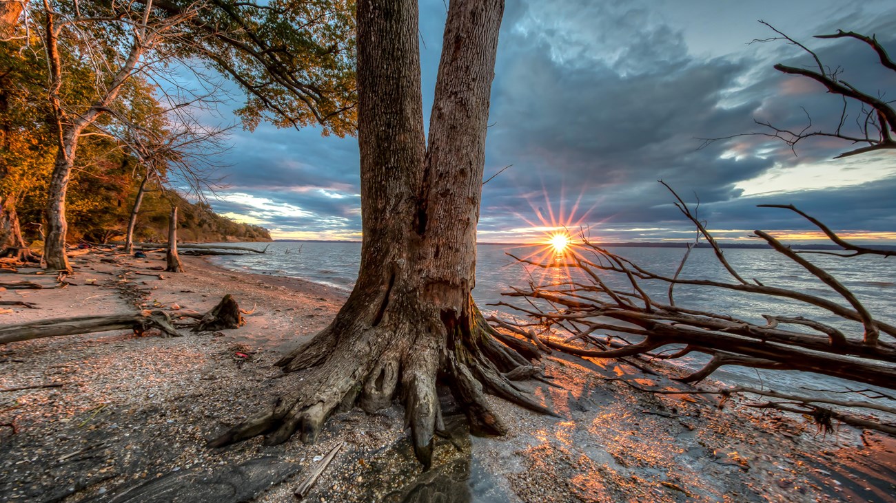 A beach with several trees and a sunset in the background.