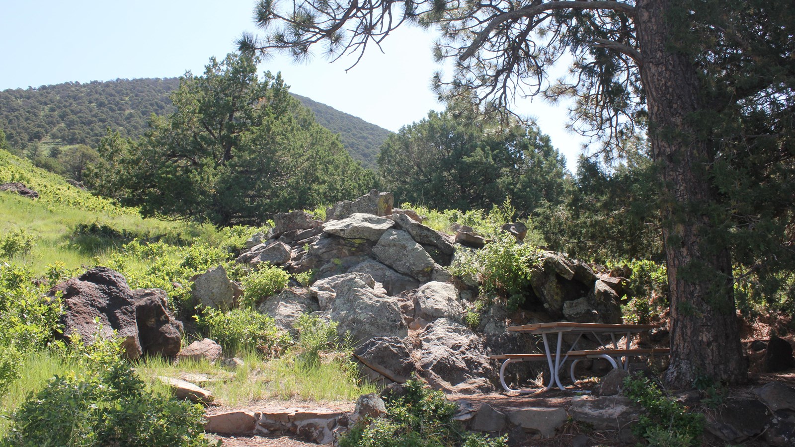 Picnic table under ponderosa pine with Capulin Volcano in the background