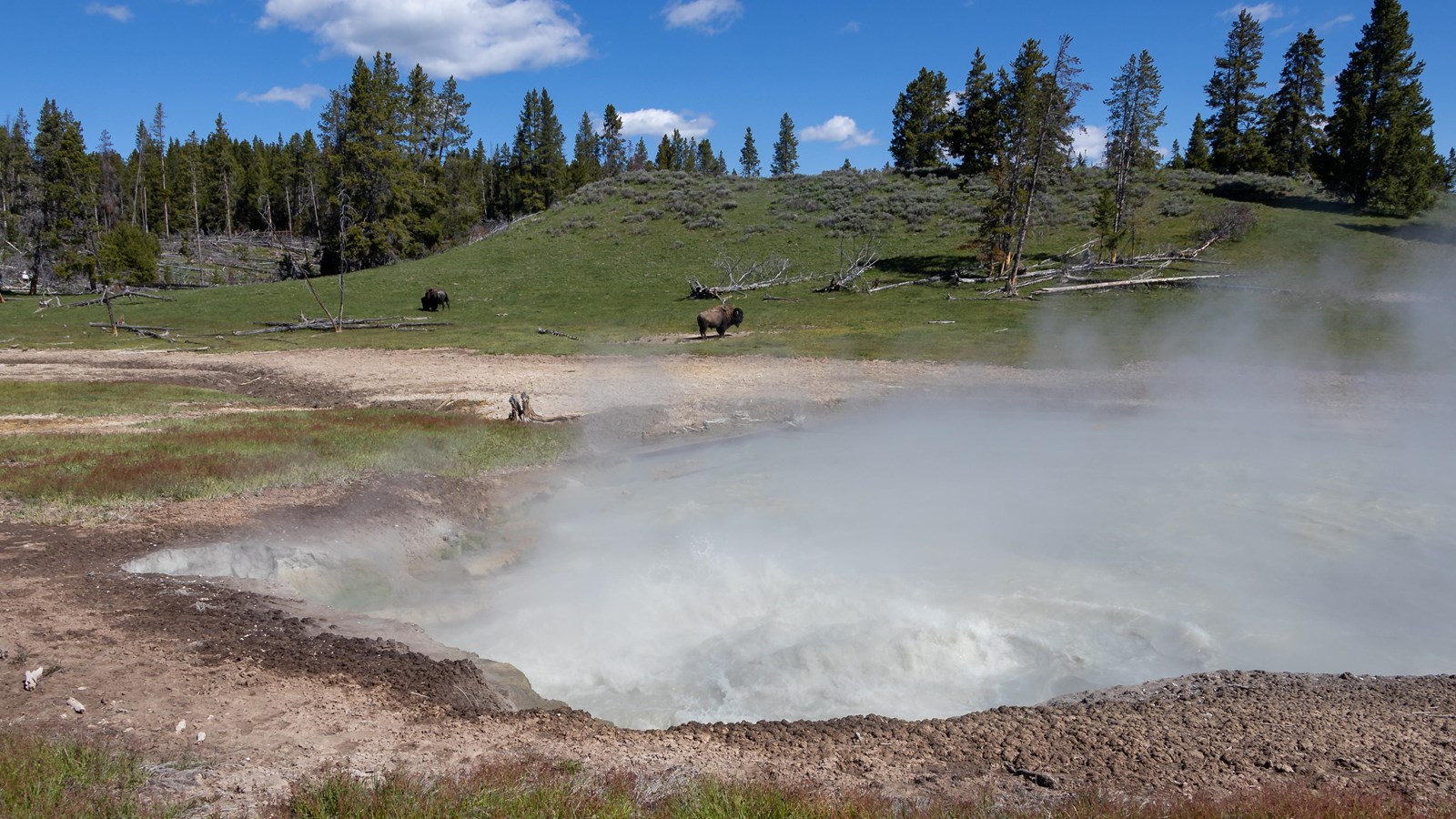 Water violently splashes in a large mudpot located in a green meadow with a bison in the background.