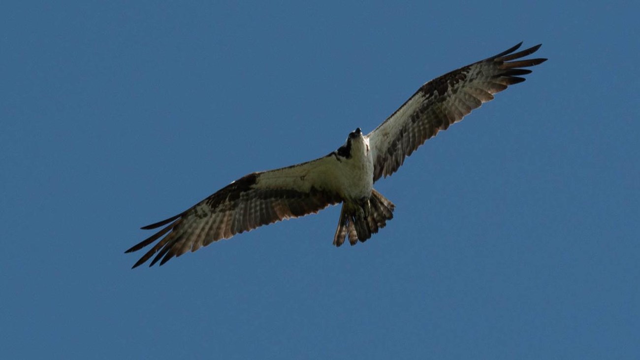 An osprey flying with a blue sky behind it.