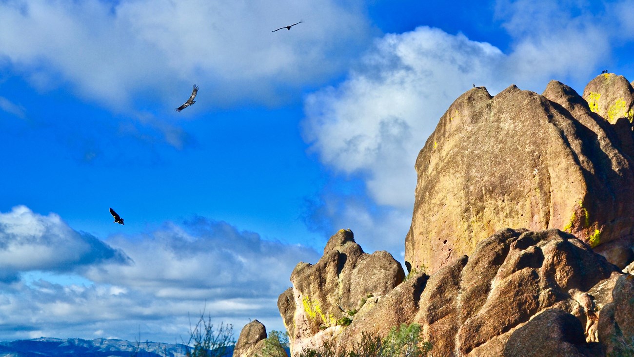 Condors flying above high peaks on a bright and cloudy morning.