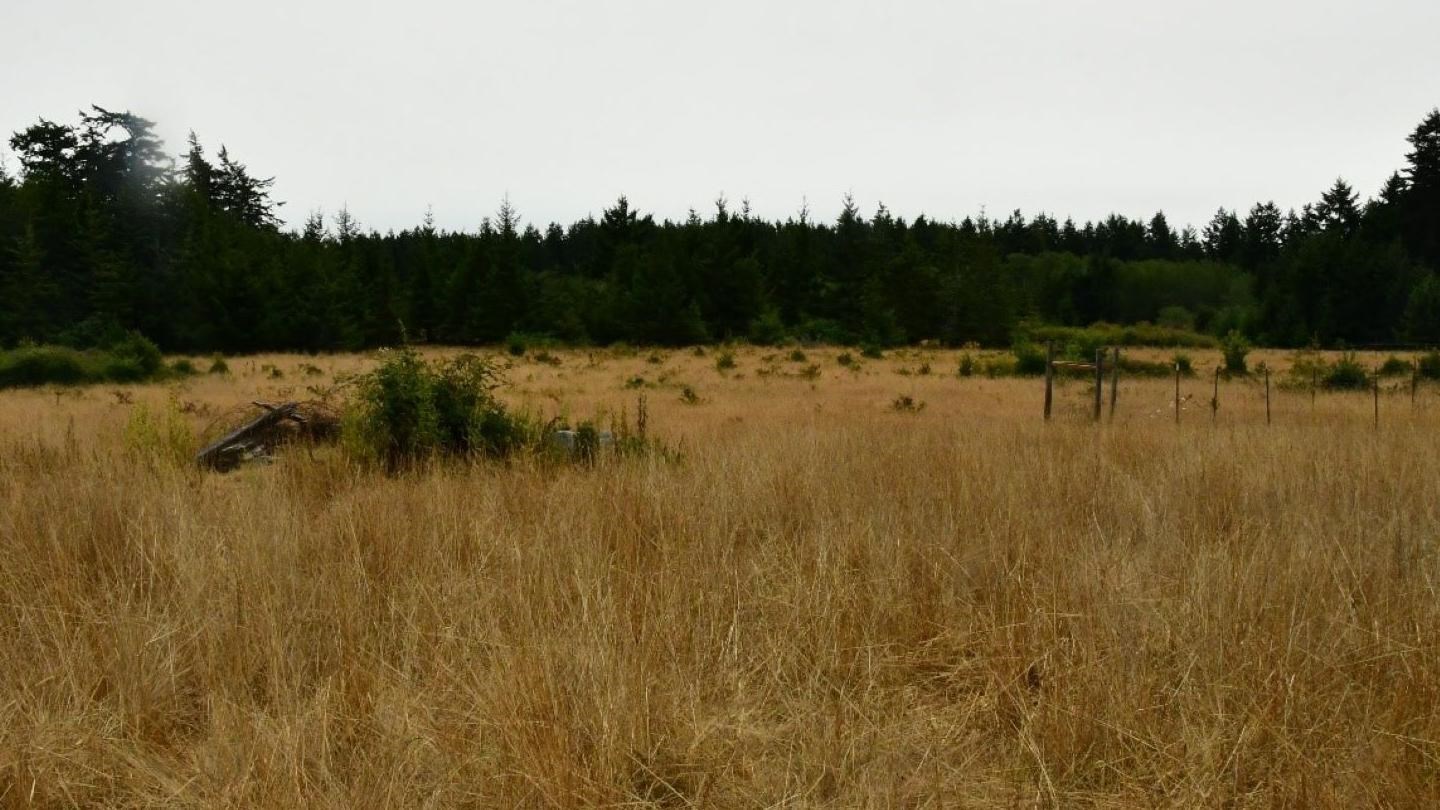 Color photograph of a field of grass with large trees in the background.