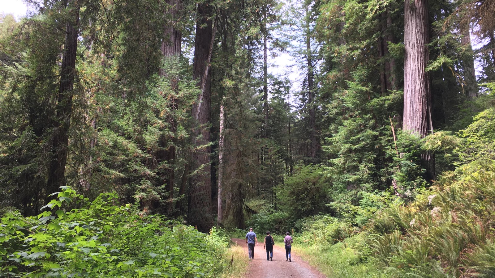 Three people walk on a wide trail surrounded by redwoods.