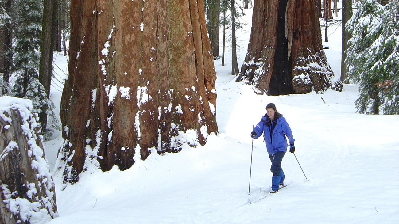A skier skis down a trail past a large sequoia tree.