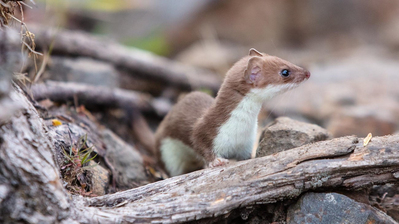 A small weasel with light brown fur on top and white fur below on the ground of the forest.