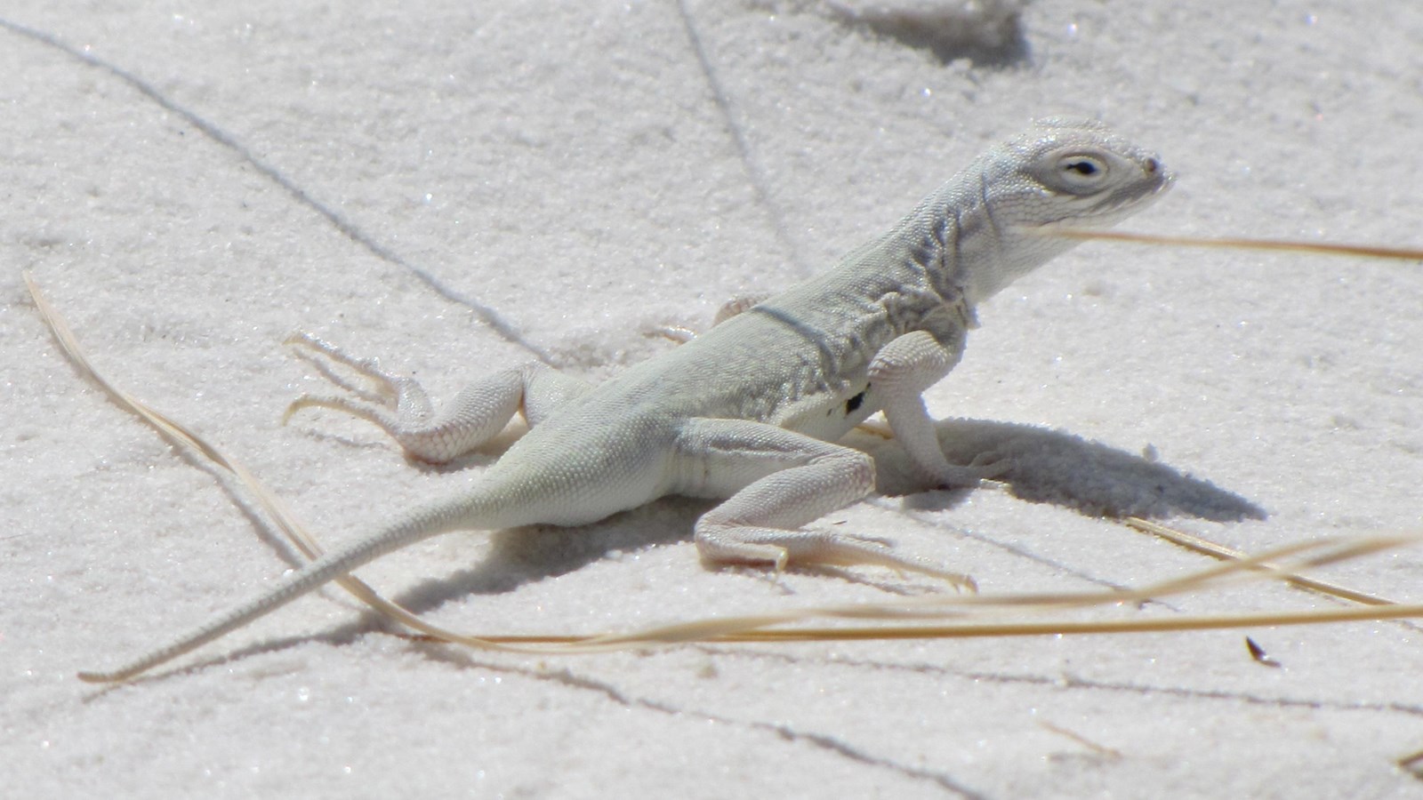 A completely white lizard with small black dots on its sides blends into the white sands