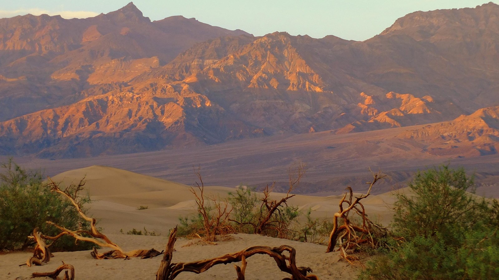 Green mesquite trees grow on white sand dunes, and evening light shines on distant mountains.