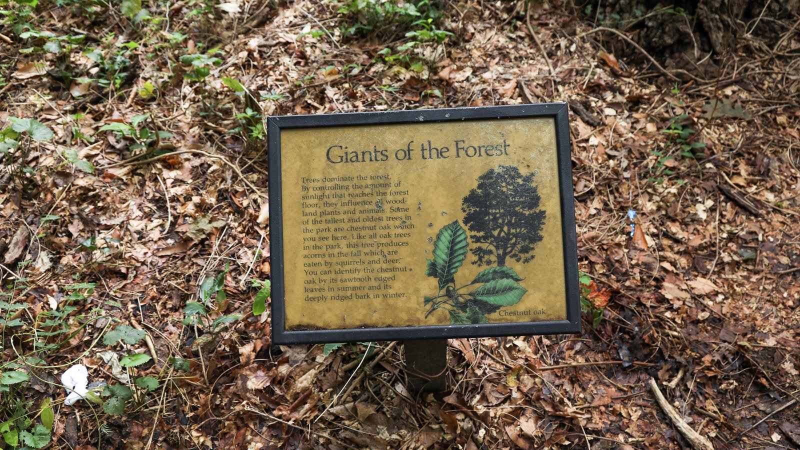 A chestnut oak and it\'s leaves are displayed on a sign low to the ground. 
