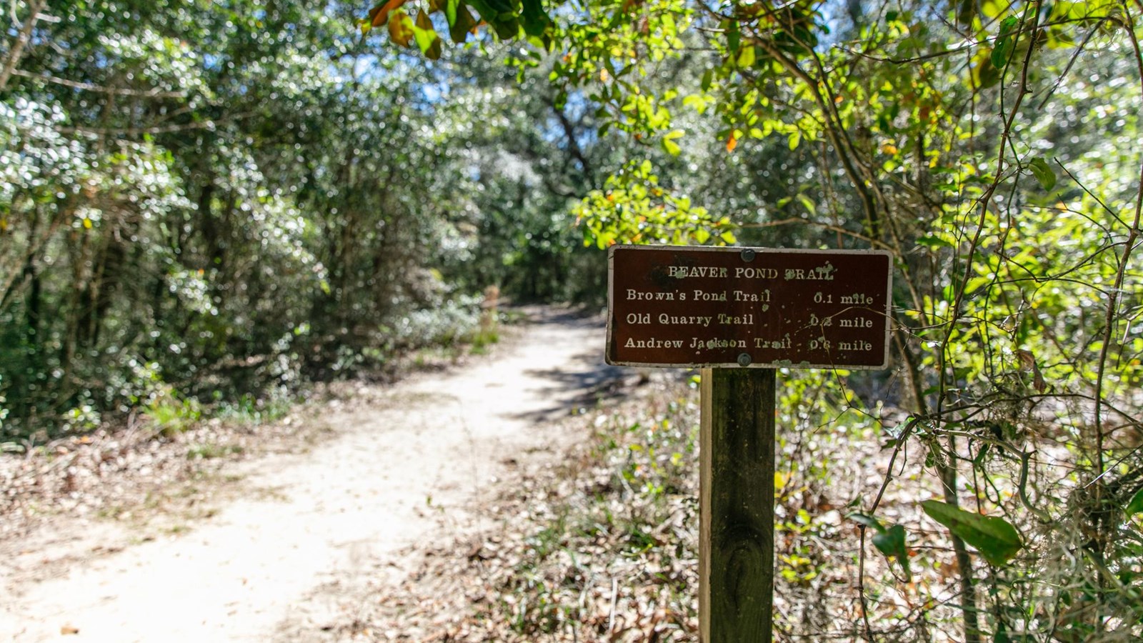 A sign marks the distance to several trails with a sandy path and the forest in the background.