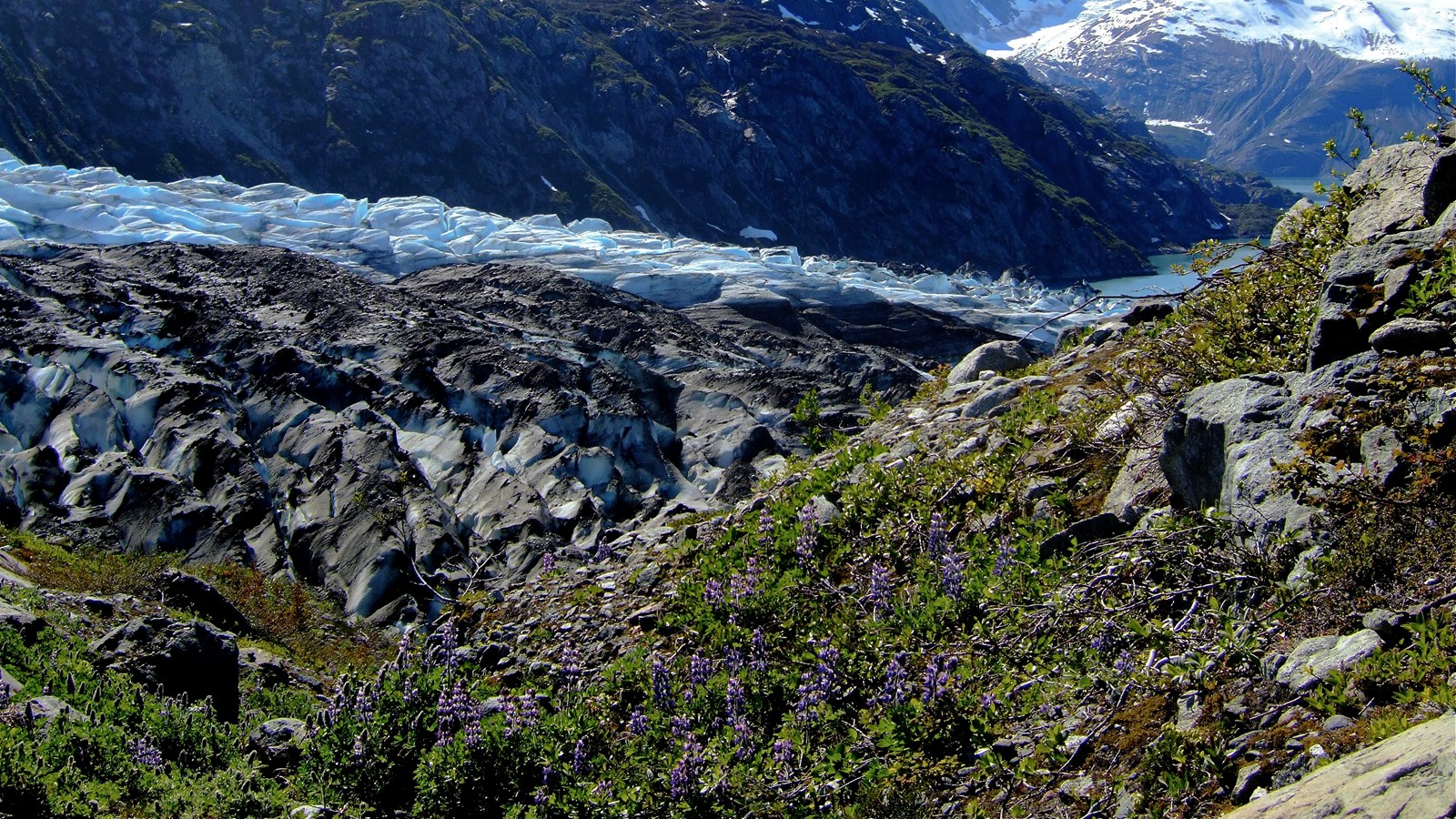 Green plants and purple wildflowers cover a rocky hillside with a huge glacier and mountains behind.