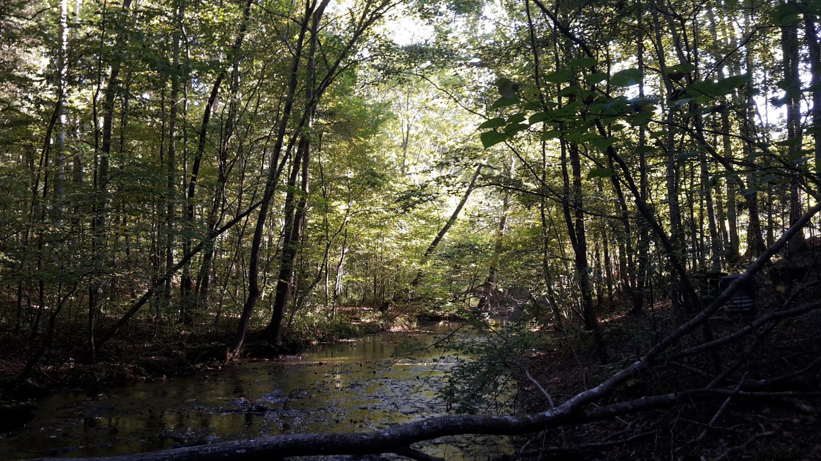 A wide creek through a heavily wooded forest. 