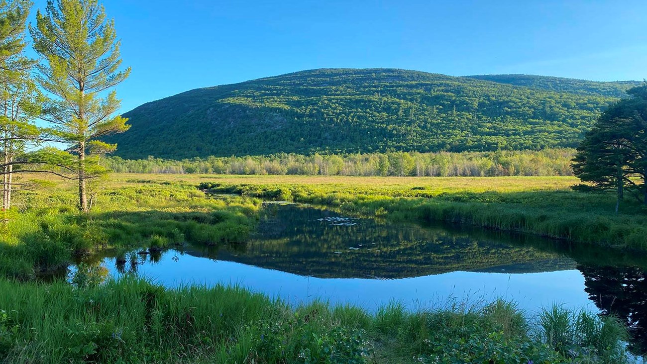 Two sunlit green mountains are reflected in a pool of water with grasses under a clear blue sky.