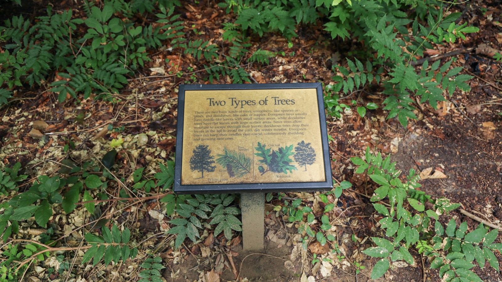 White pine and red oak trees and leaves are displayed on a small information panel.