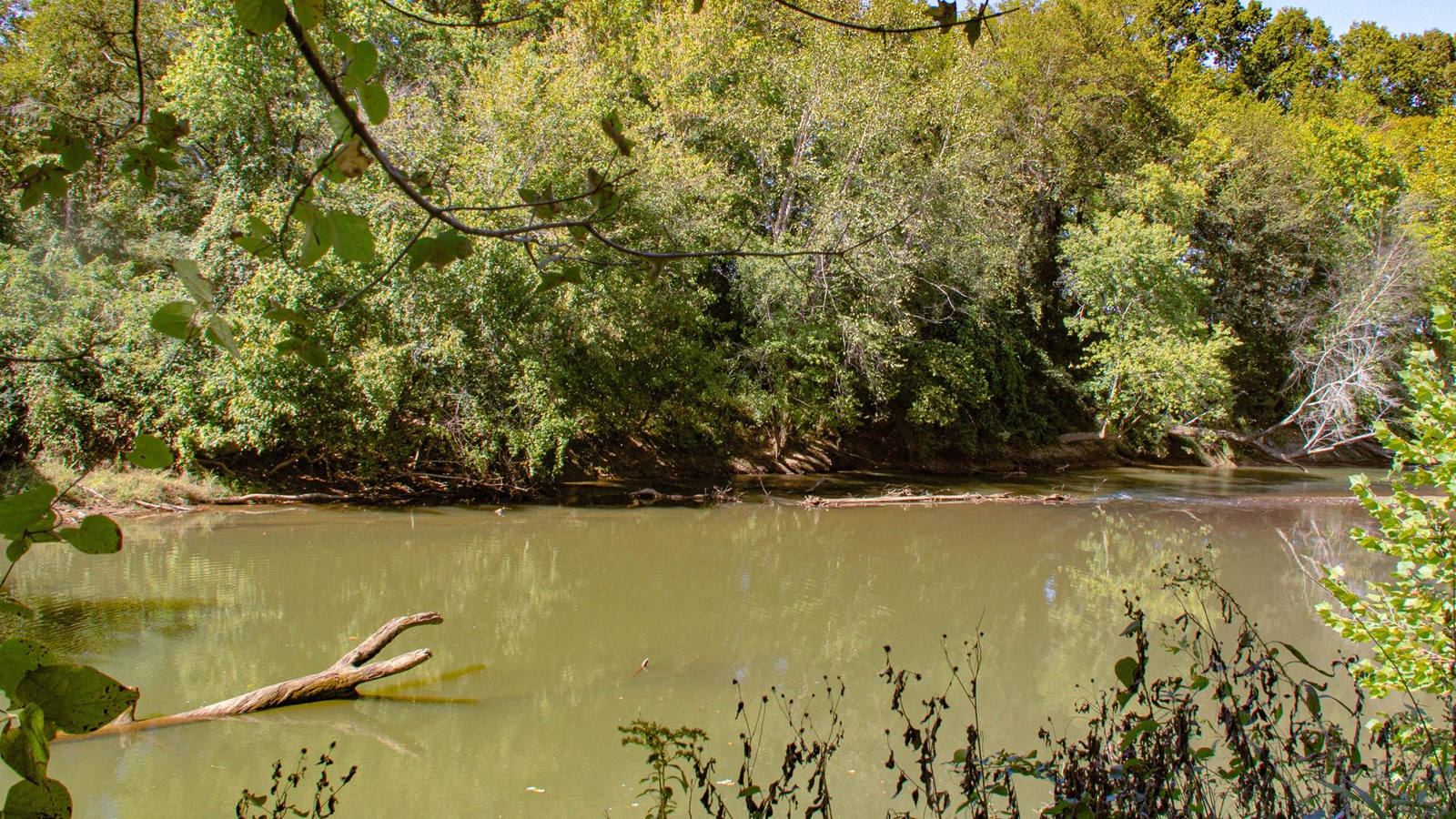 A wide creek with lush trees on the banks.
