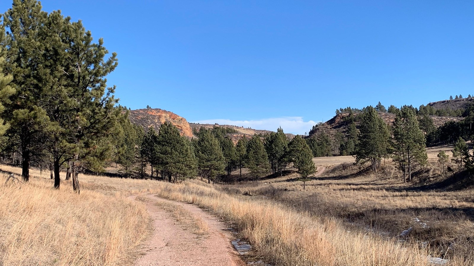 An old fire road leads through prairie grasses and is lined with pine trees on either side.