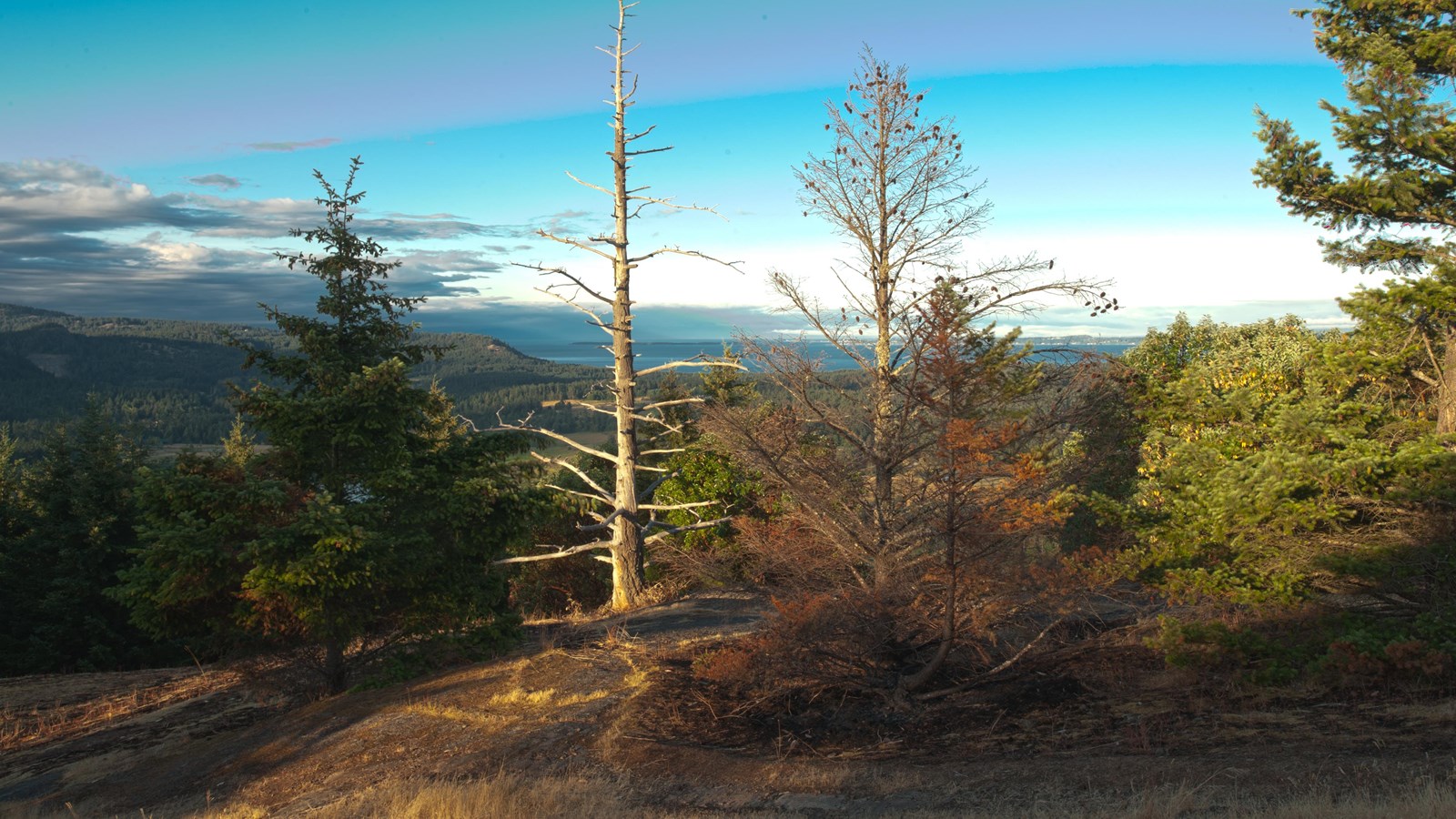 Color photograph of a multihued sky with trees in the foreground.