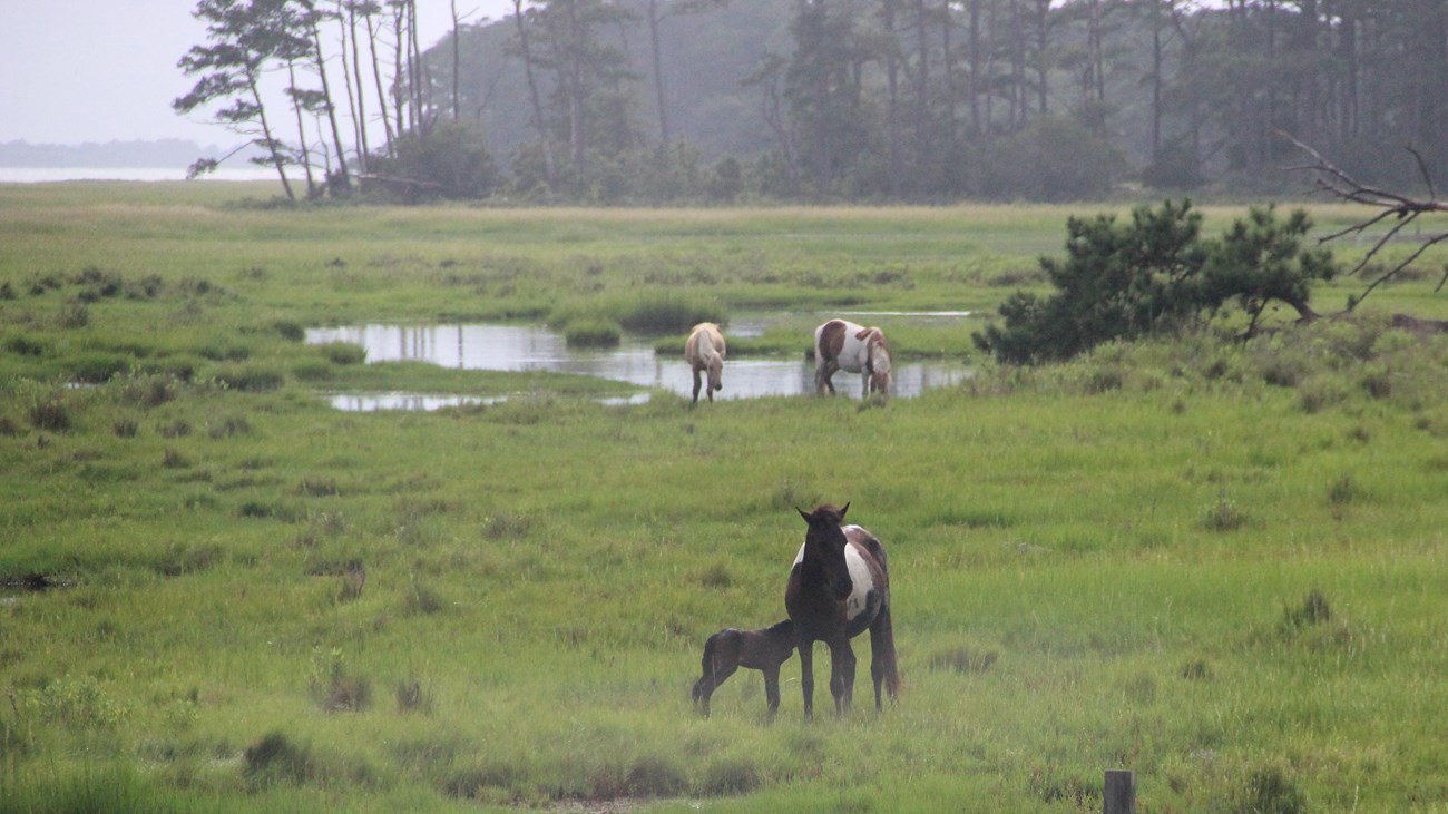 See the wild horses! View horses from a safe distance of at least 40 feet (a bus length) away.