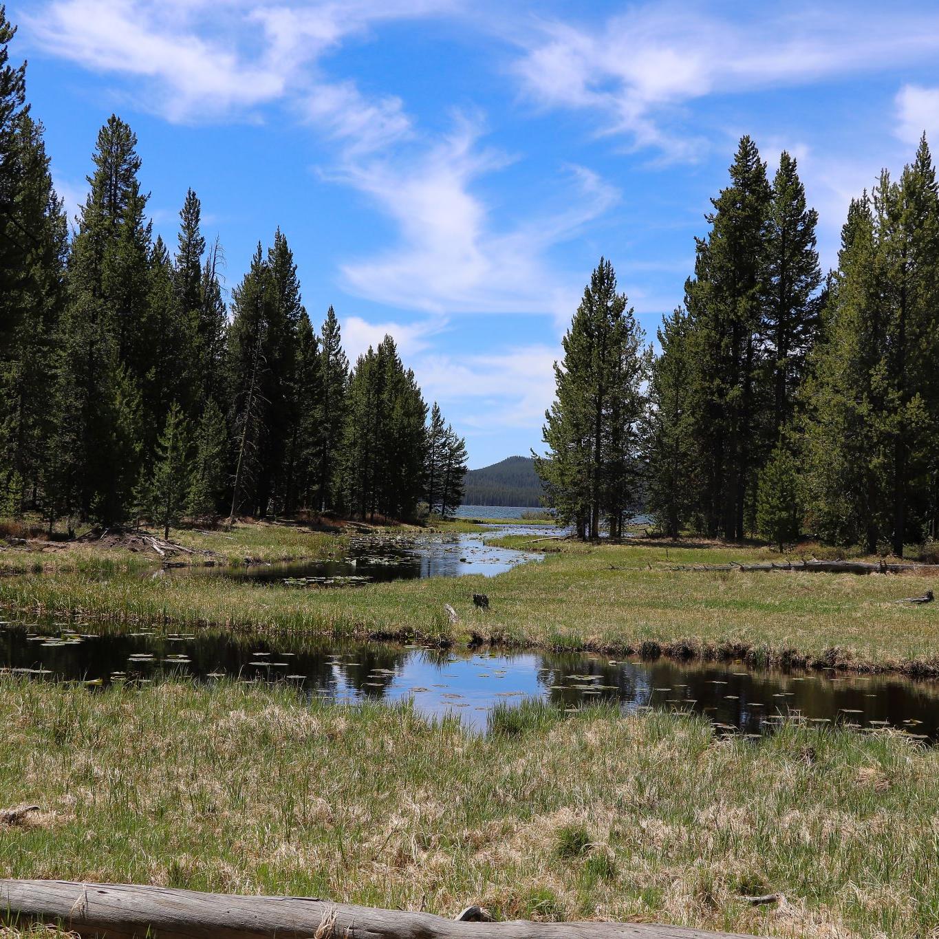 A creek flows through a meadow surrounded by trees.