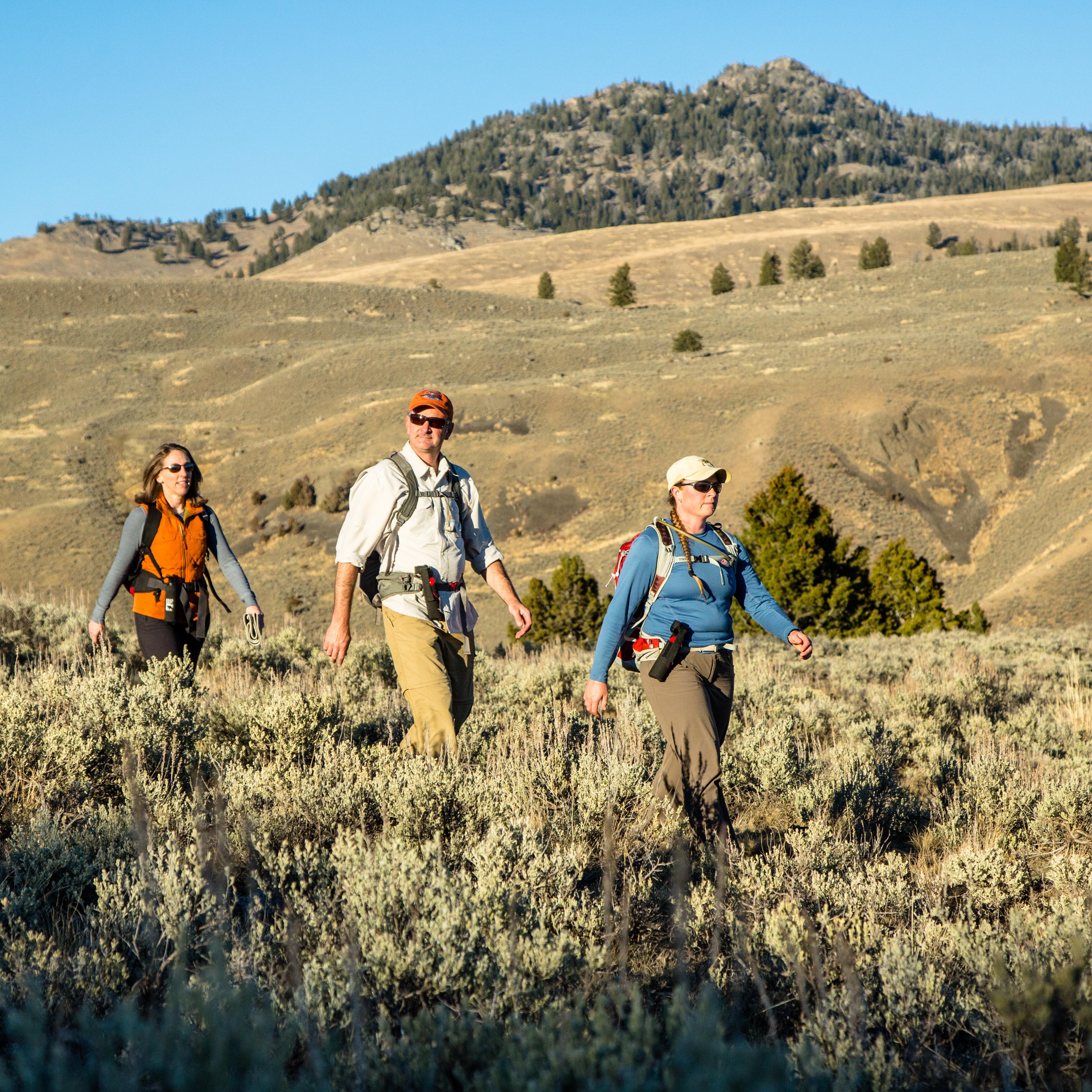 Three people hike through a field of sagebrush in front of a hill.