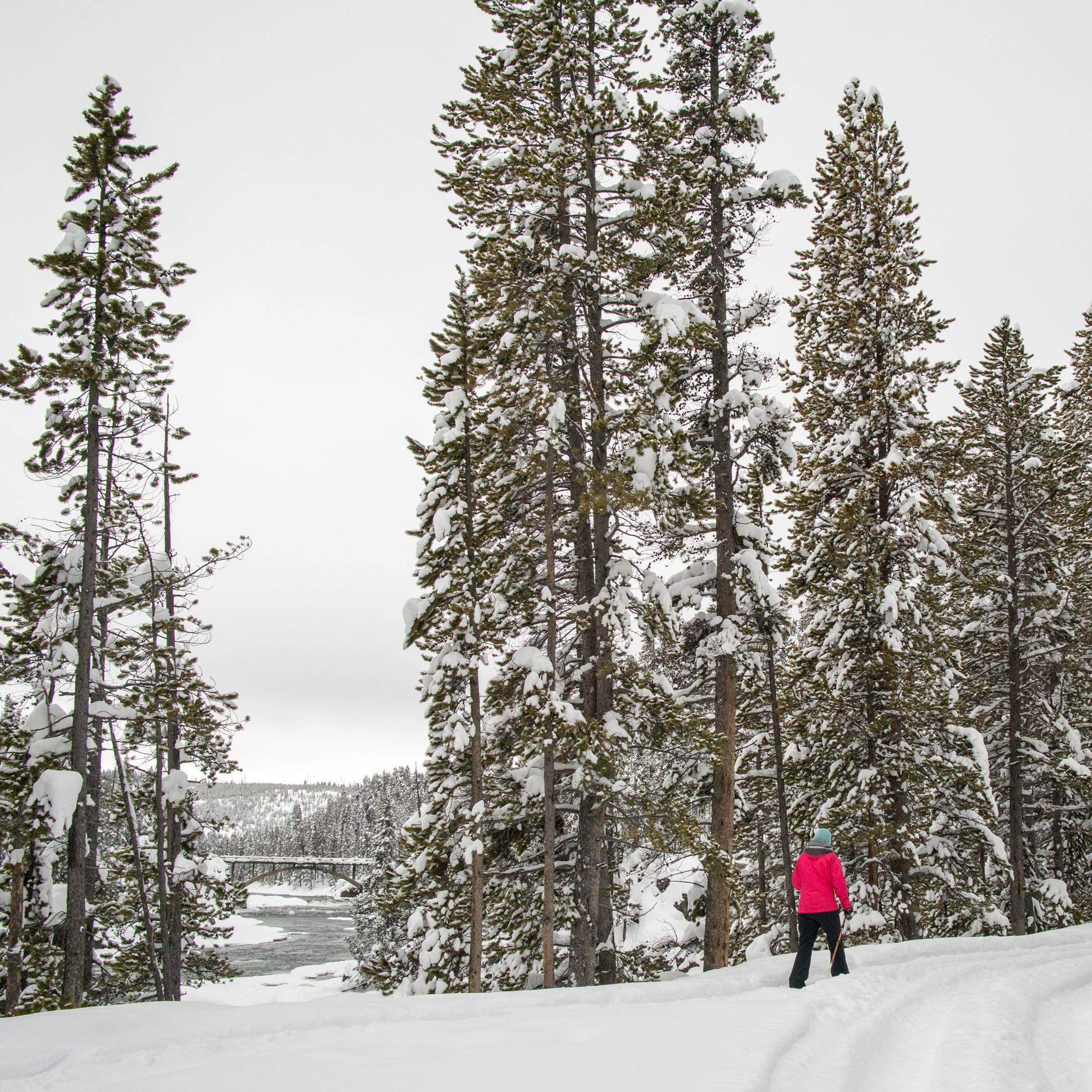 A lone skier skies along the Old Canyon Bridge Ski Trial with the Chittenden Bridge seen through the