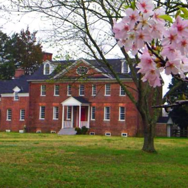 Cherry blossoms bloom at Harmony Hall. 