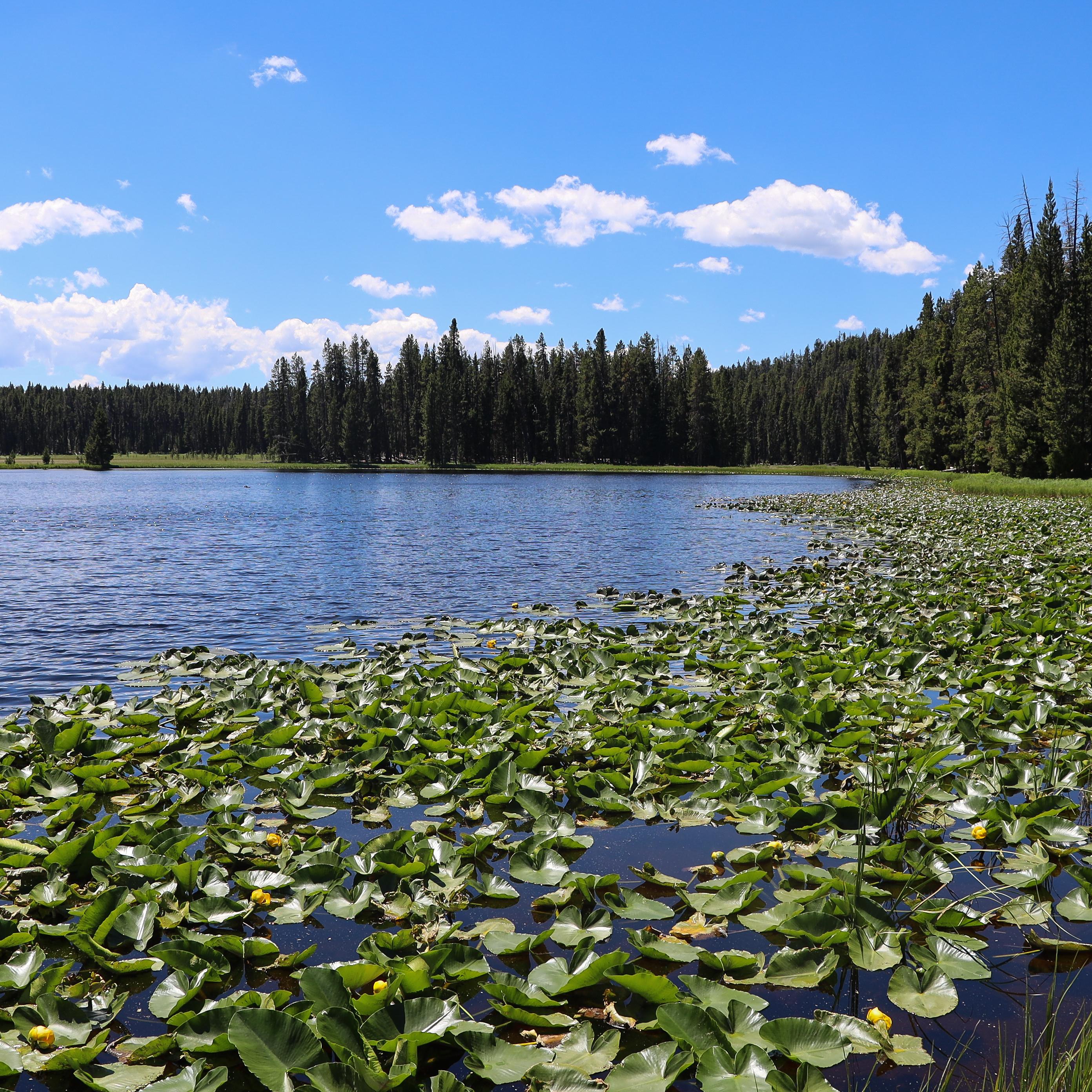 Lily pads cover the edge of a lake surrounded by a forest.