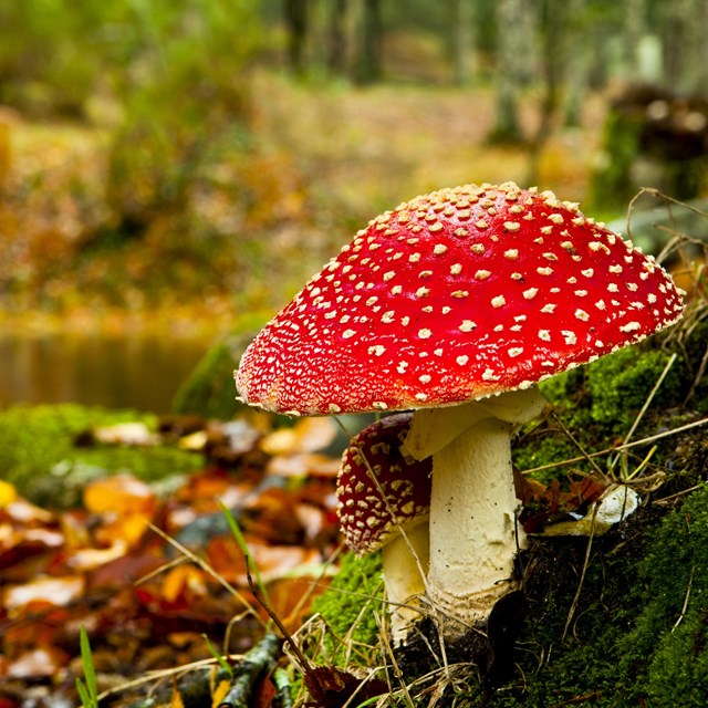 A bright red toadstool in a forested area