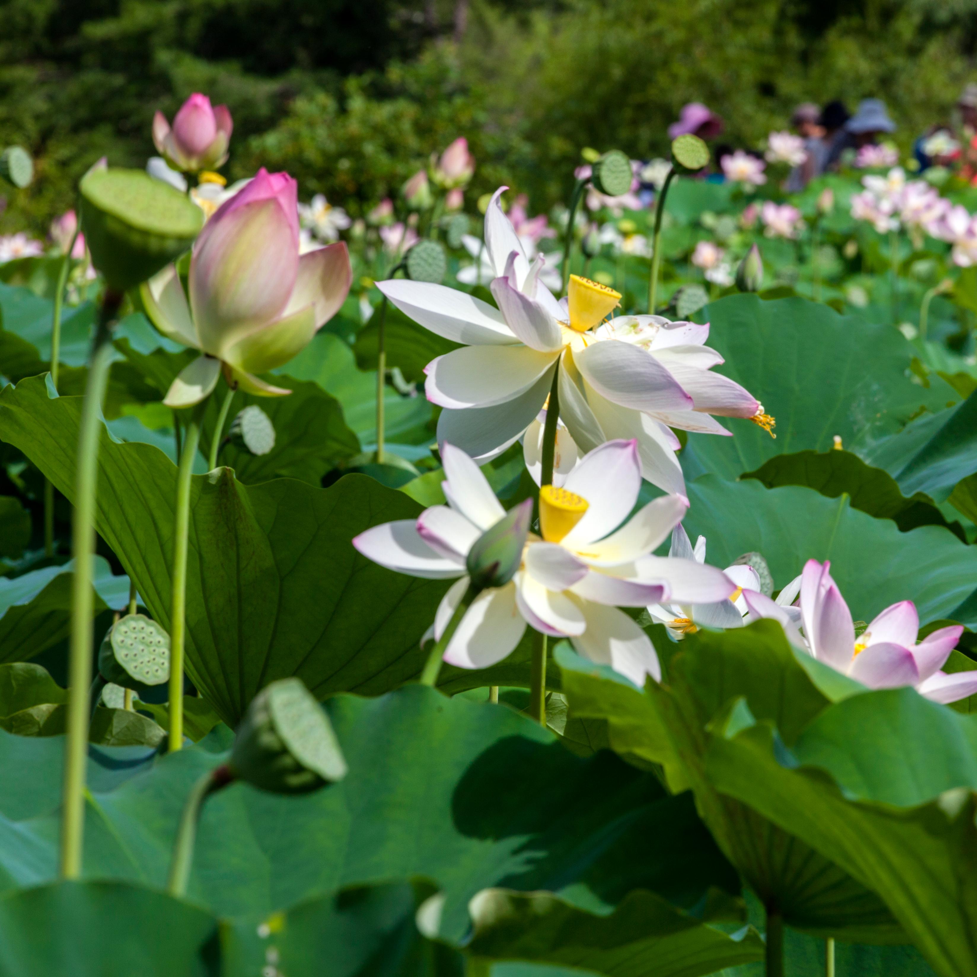 Flowers at Kenilworth Gardens Lotus Festival in 2016.