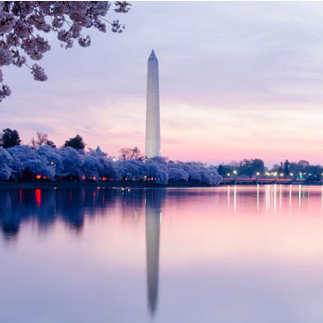 National Mall during peak Cherry Blossom season. 