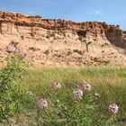 Purple flowers, green grasses, and red striped butte under blue sky.