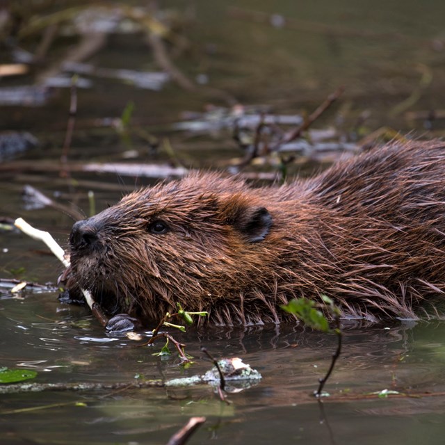 Close-up of beaver chewing on twig in pond