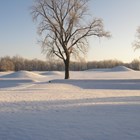 Snow blanketing mounds surrounded by trees
