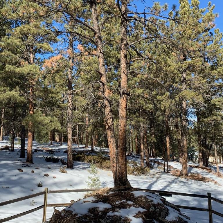a modern, pine tree about 30 feet tall is growing out of an exposed petrified tree stump 