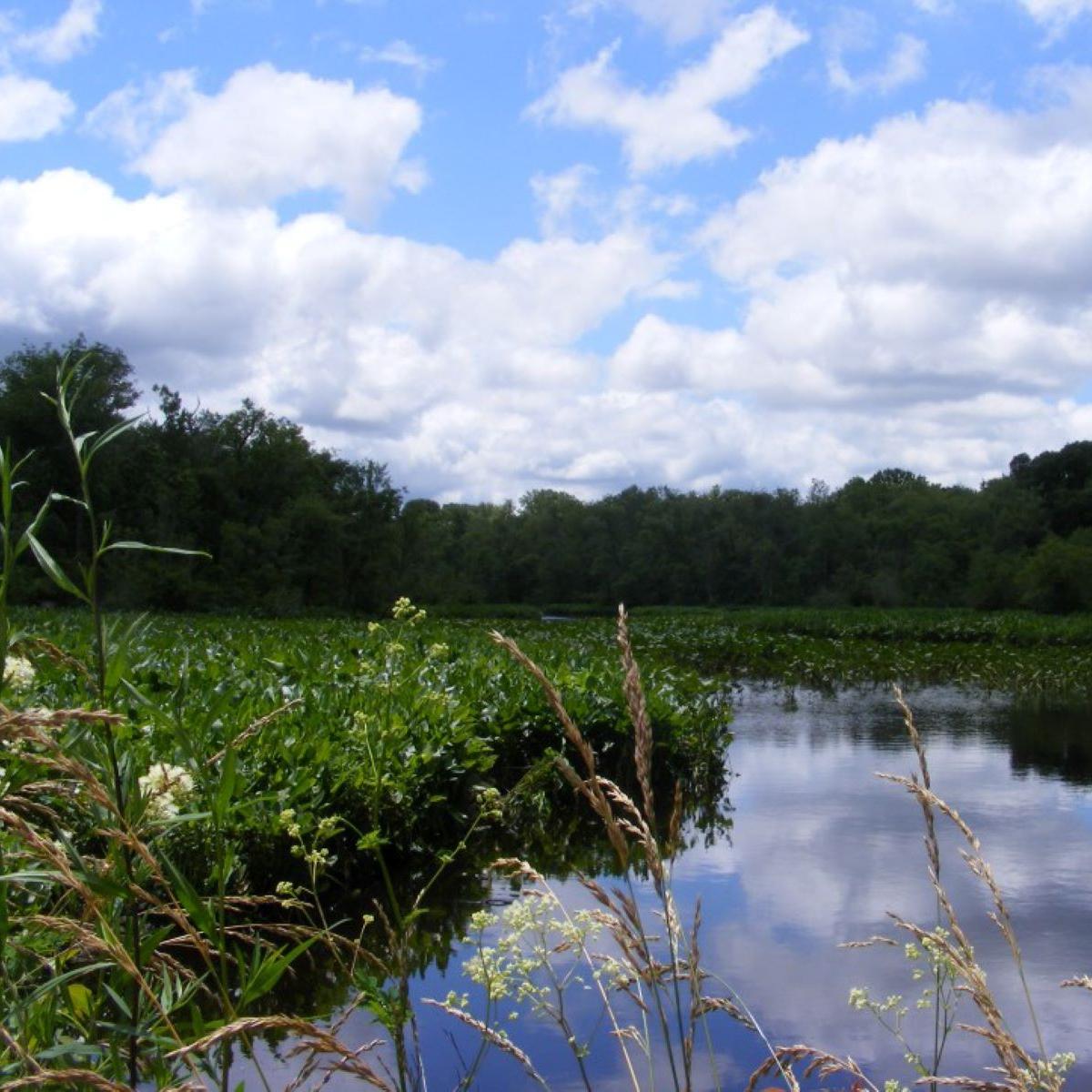 View of marshy Chicone Creek on a sunny day. 