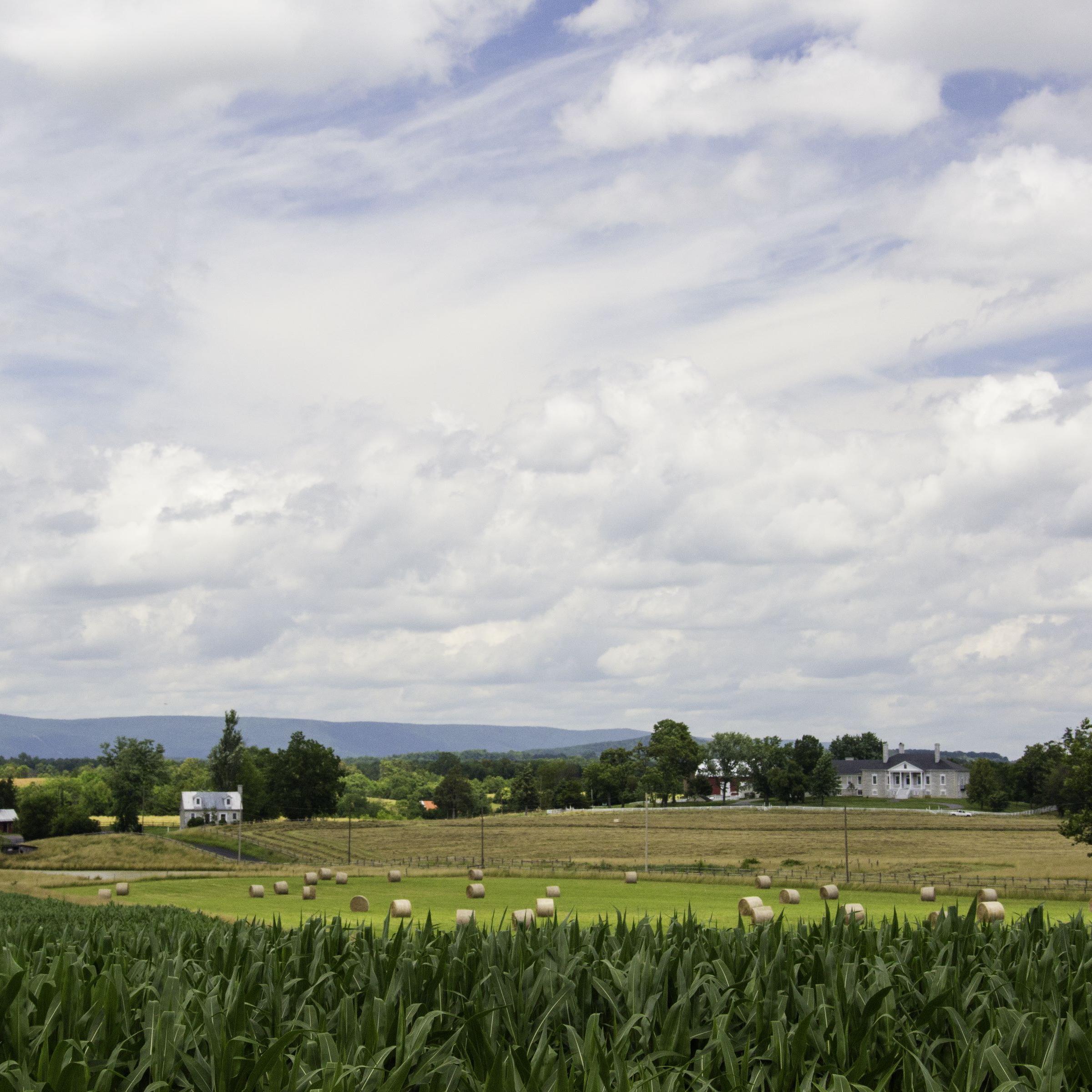 Tall green corn and round hay bales sprawl across historic plantation fields.