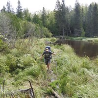A person with a backpack hikes along a beaver dam near a beaver pond surrounded by forest. 