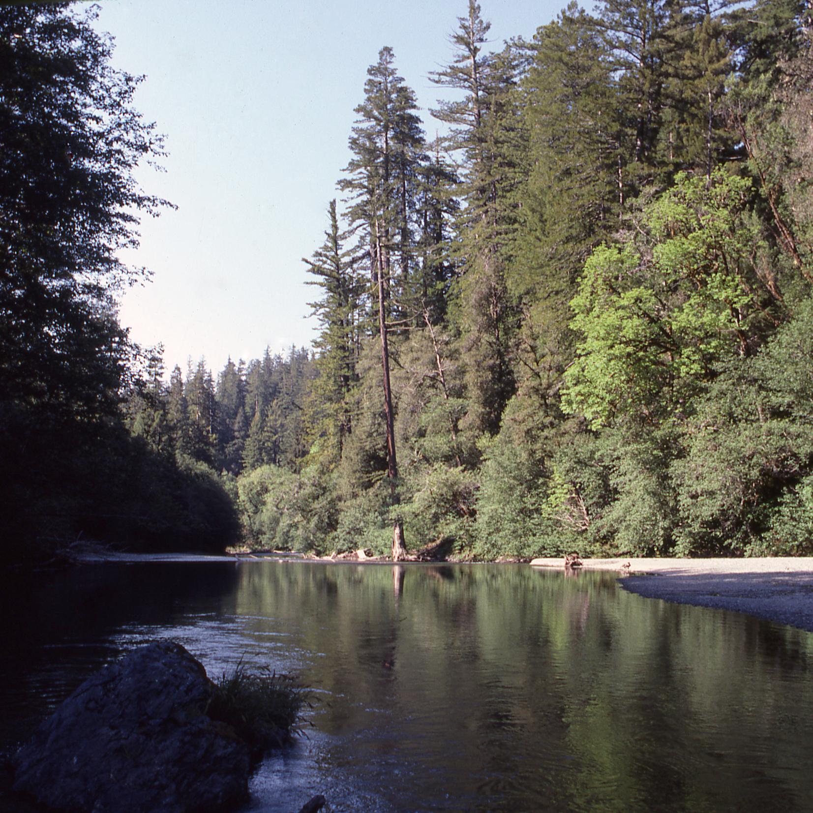 Half-day Hike To A Celebrated Grove