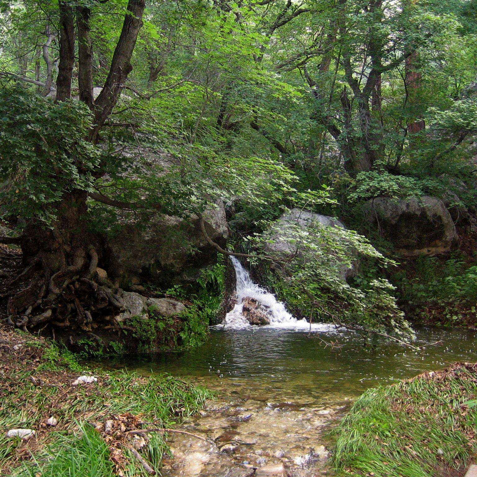 Water cascades down rocks in a forested setting. 